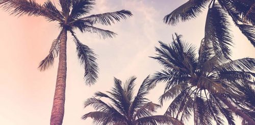 view through palm trees