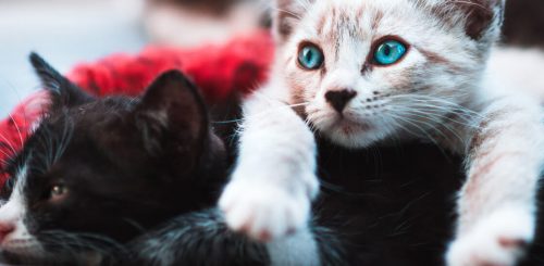 cats