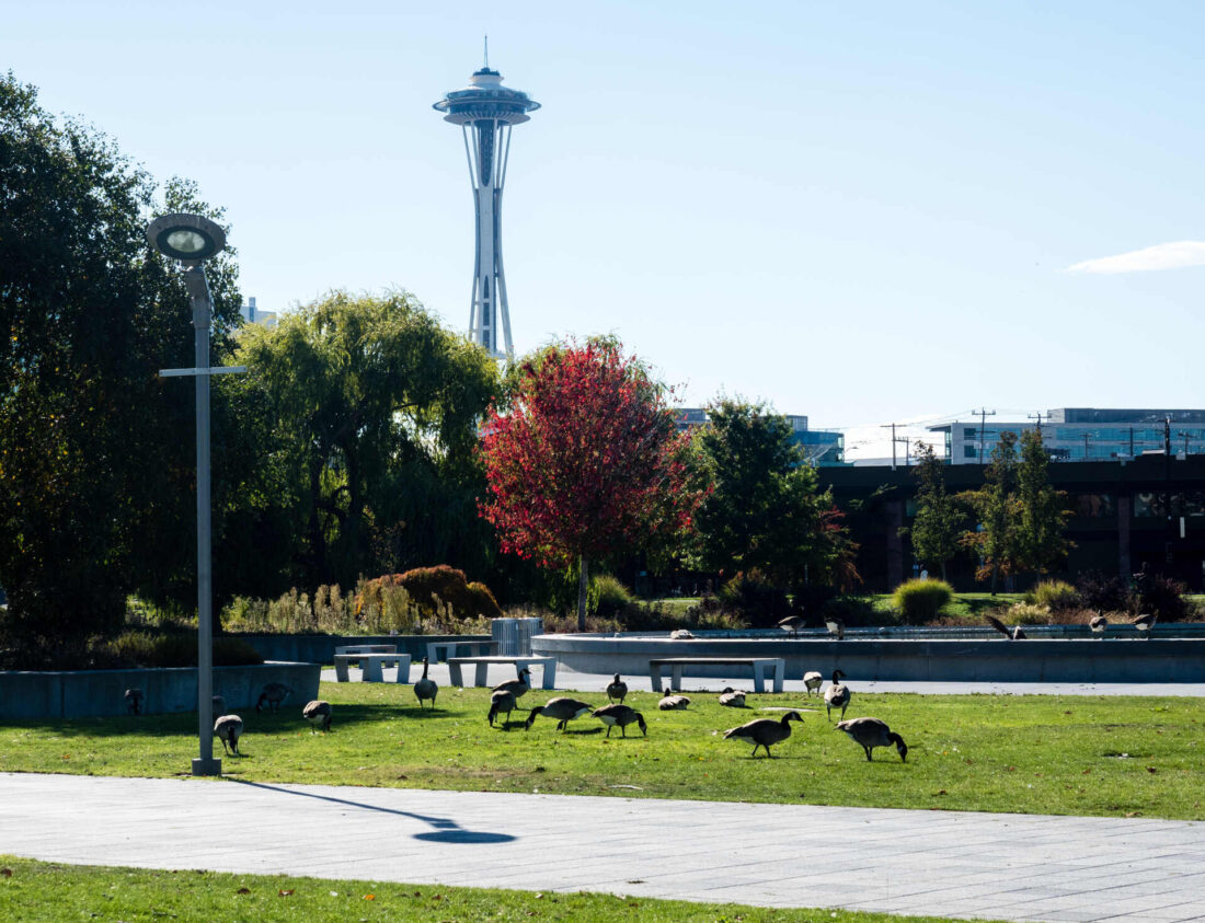 Park in Seattle 