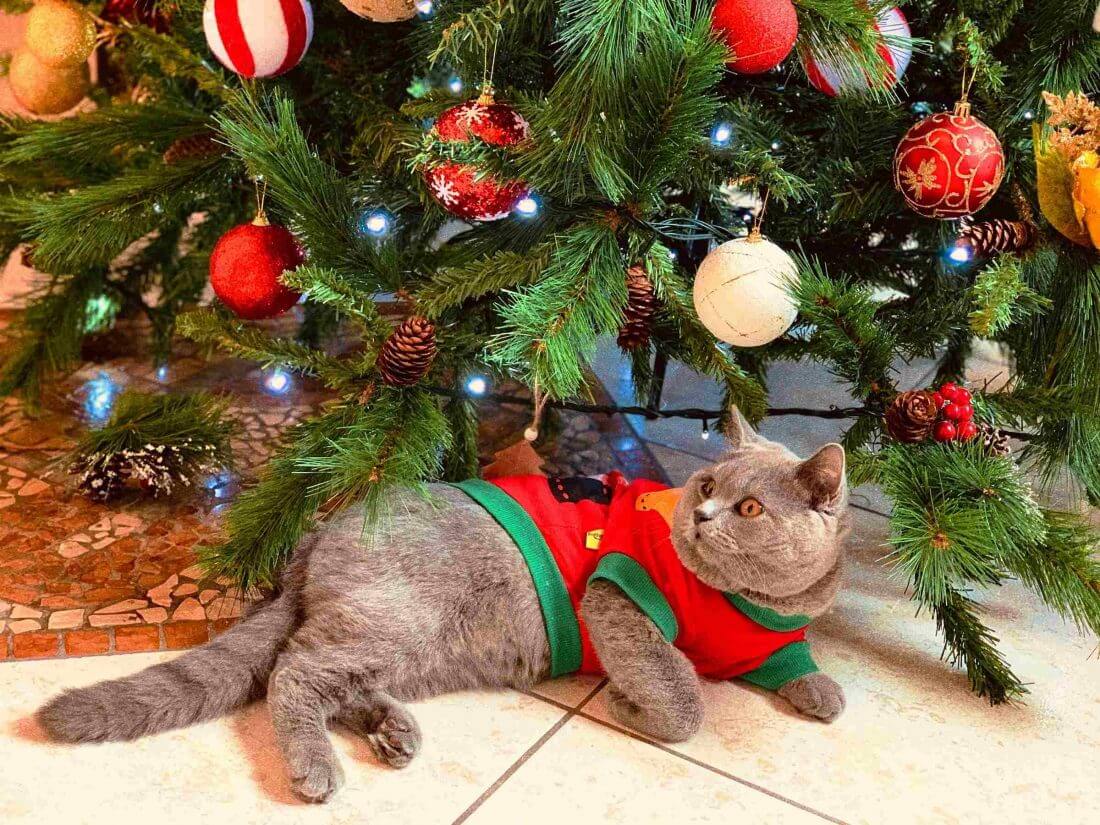 A cat under the tree
