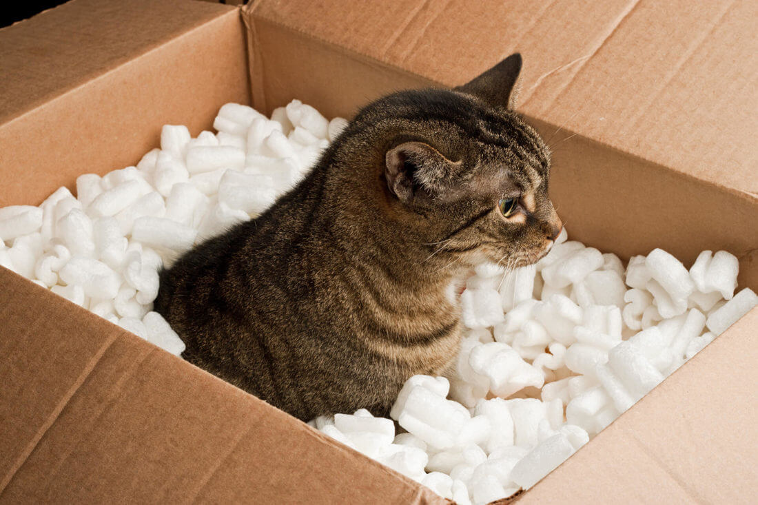 A cat in a box full of packaging peanuts