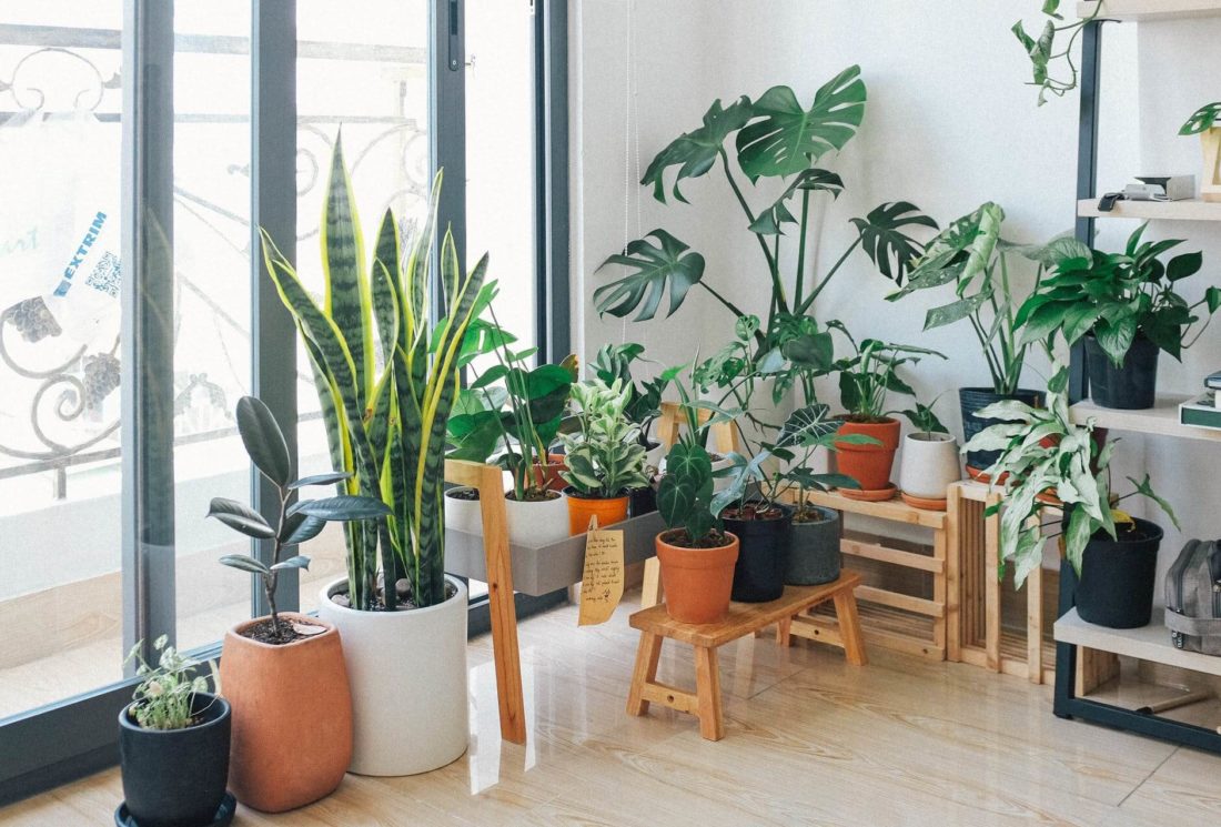 A corner of a room filled with a indoor plants 