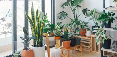 House plants ready for long-distance moving