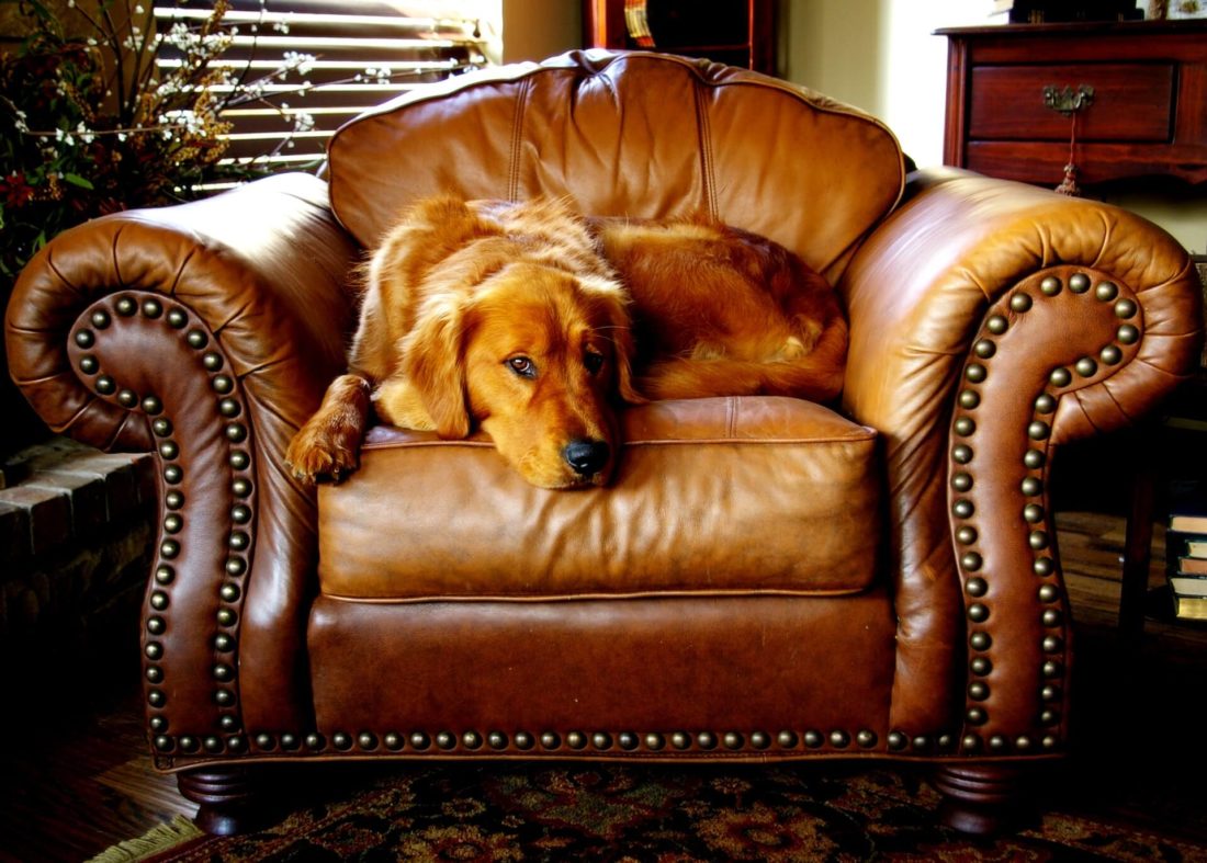 A golden retriever lying on a big leather chair