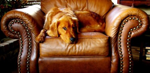 Golden Retriever sitting in an armchair in the living room