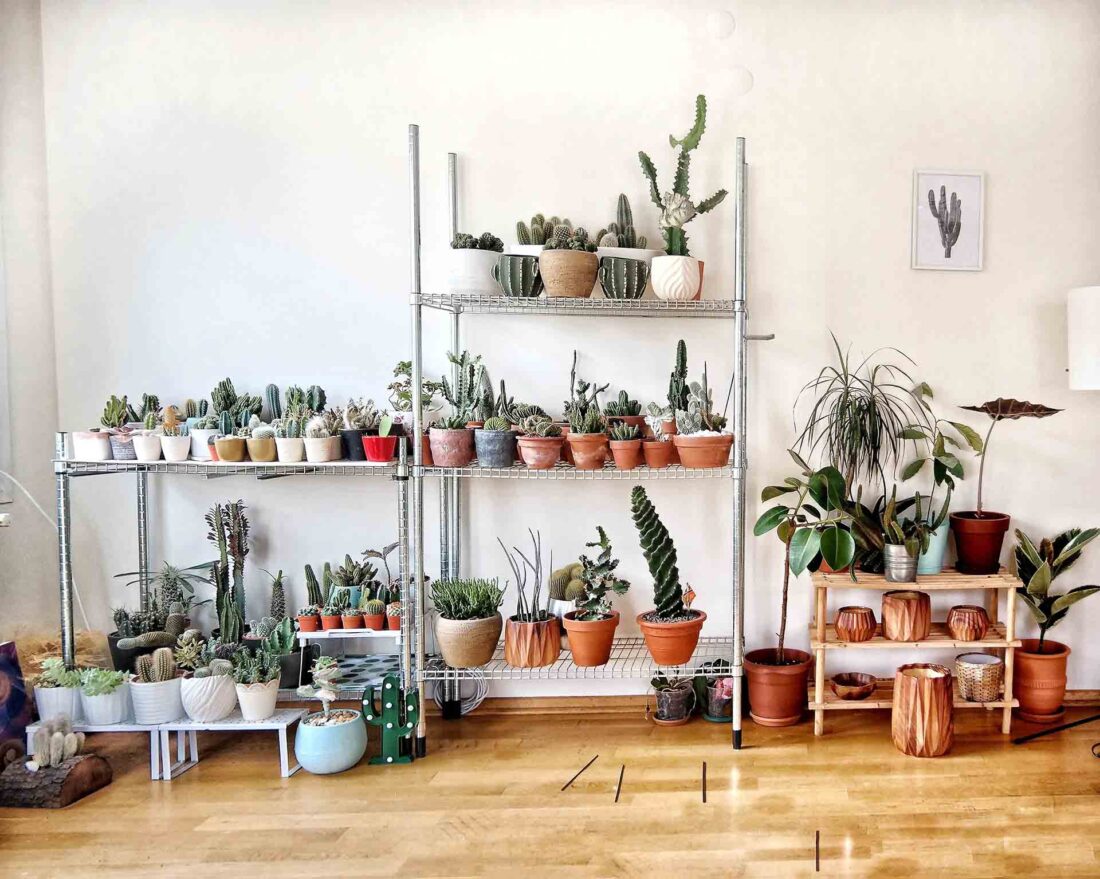 Plants in pots in the room
