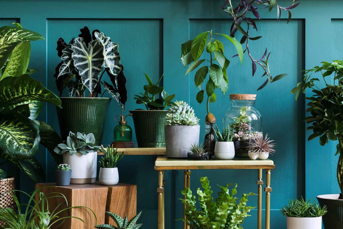 potted plants on the shelves and tables